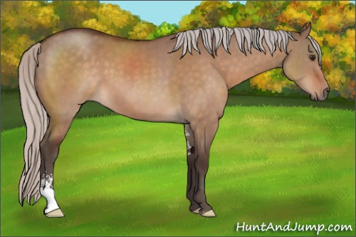 Horse Color:Silver Brown Dun Sabino 