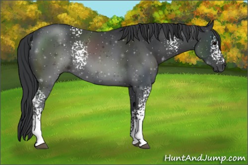 Horse Color:White Spotted Black 