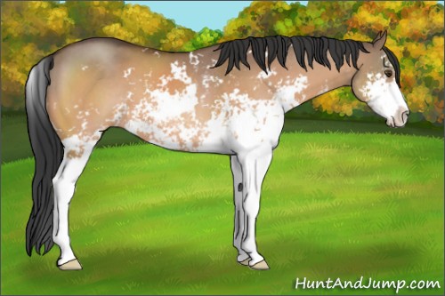Horse Color:Brown Dun Sabino 