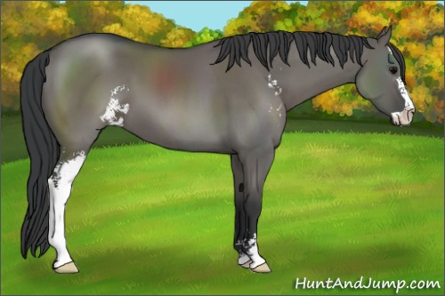 Horse Color:Grullo Sabino 