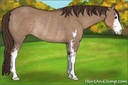 Horse Color:Liver Red Dun Sabino Rabicano 