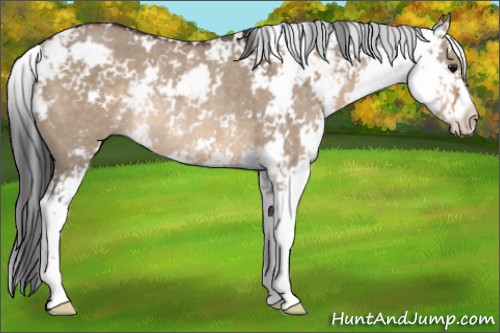 Horse Color:Brown Dun Sabino Rabicano 