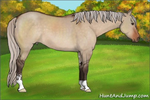 Horse Color:Silver Brown Dun Sabino 