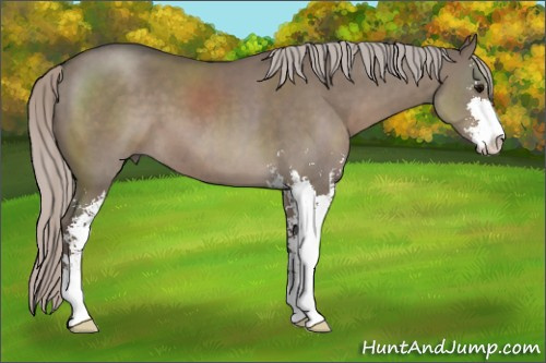 Horse Color:Silver Grullo Sabino 