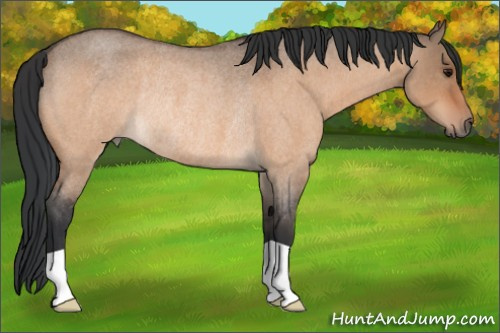 Horse Color:Bay Roan Dun Rabicano 