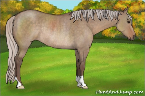 Horse Color:Silver Grullo Rabicano 