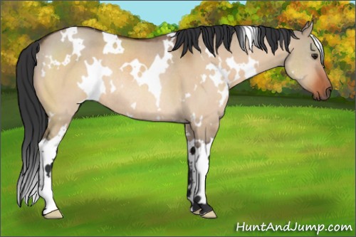 Horse Color:White Spotted Brown Dun Sabino Rabicano 