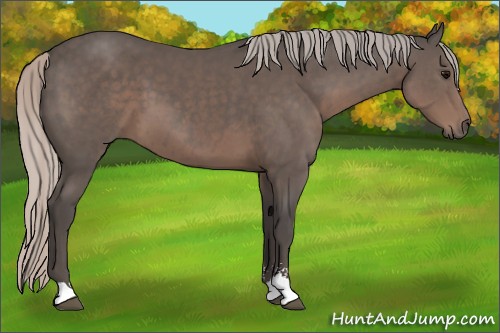 Horse Color:Silver Black Sabino 