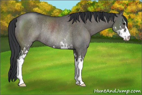 Horse Color:Grullo Sabino Rabicano 