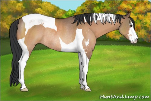 Horse Color:Brown Dun Sabino Tobiano Rabicano 