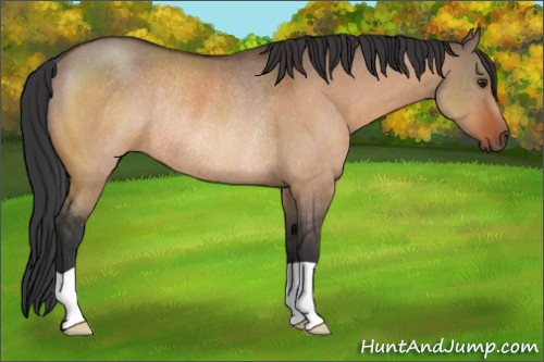 Horse Color:Brown Dun Rabicano 
