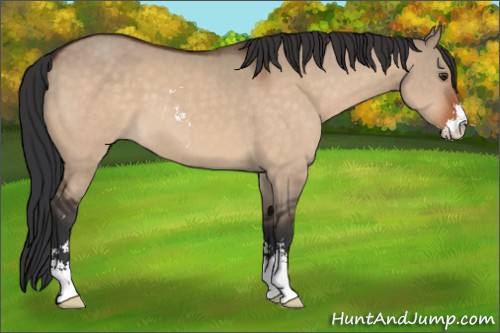Horse Color:Brown Dun Sabino 