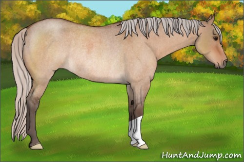 Horse Color:Silver Bay Roan Dun Rabicano 