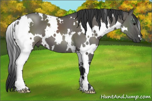 Horse Color:White Spotted Grullo 