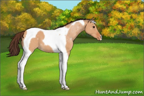 Horse Color:Bay Dun Tobiano Appaloosa 