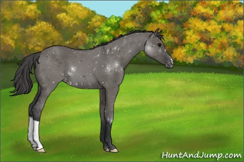 Horse Color:Grullo Appaloosa 