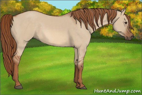 Horse Color:Red Dun 