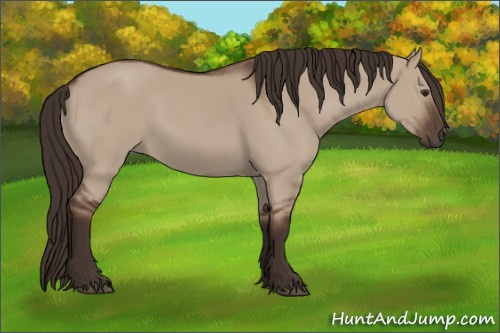 Horse Color:Liver Red Dun 