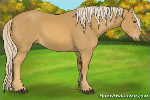 Horse Color:Palomino 