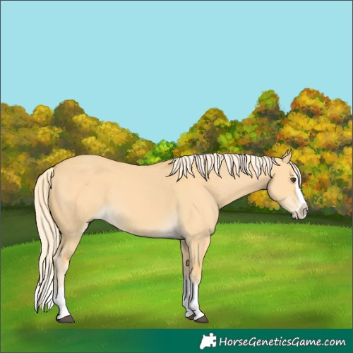 Horse Color:Palomino Dun Splash 