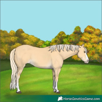 Horse Color:Palomino Dun Splash 