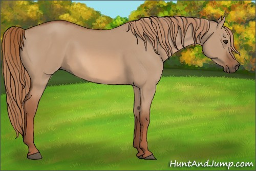 Horse Color:Red Dun 