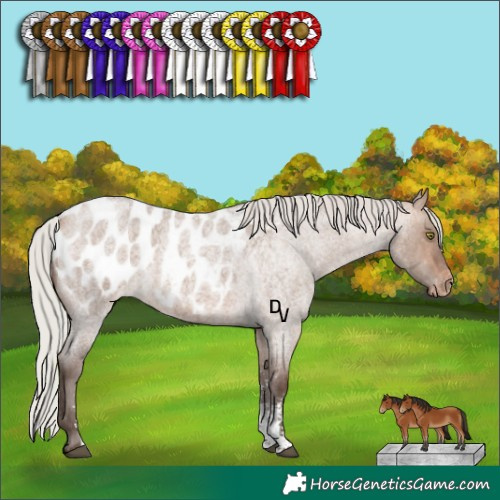 Horse Color:Silver Bay Roan Dun Sabino Appaloosa Rabicano 