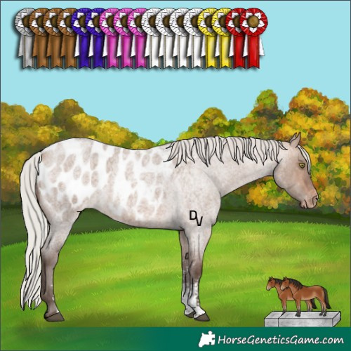 Horse Color:Silver Bay Roan Dun Sabino Appaloosa Rabicano 