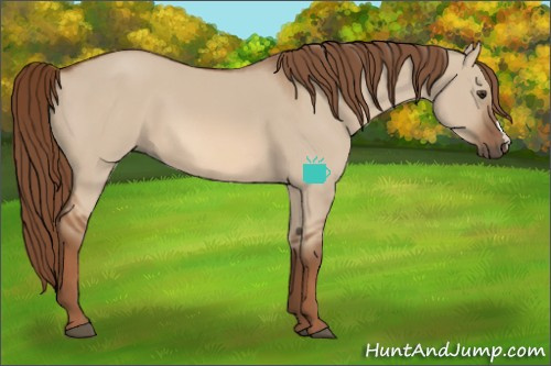 Horse Color:Red Dun