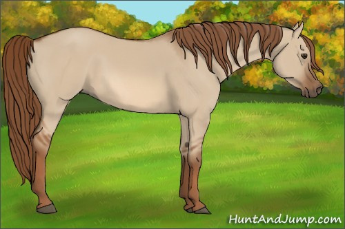 Horse Color:Red Dun 