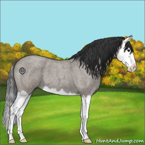 Horse Color:Grullo Roan Splash 