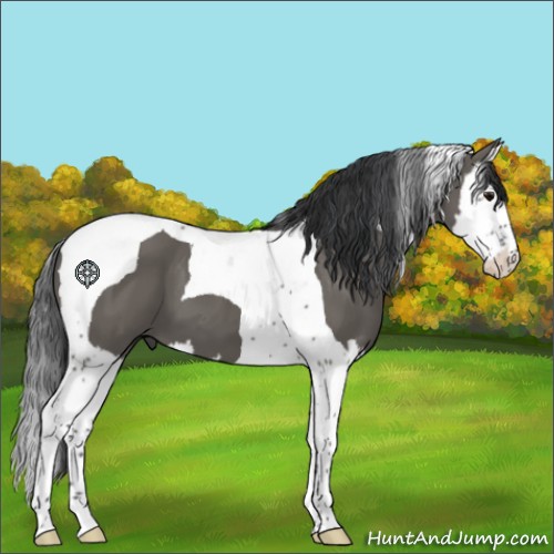 Horse Color:Grullo Splash Tobiano 