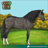 Horse Color:Grullo Brindle 