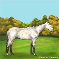 Horse Color:Buckskin Roan Appaloosa 