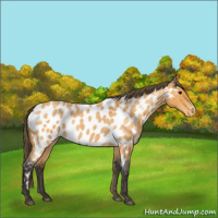 Horse Color:Buckskin Roan Appaloosa 