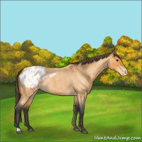 Horse Color:Buckskin Roan Appaloosa 