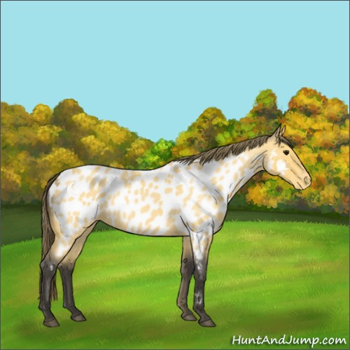 Horse Color:Buckskin Roan Near Leopard