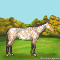 Horse Color:Buckskin Roan Appaloosa 