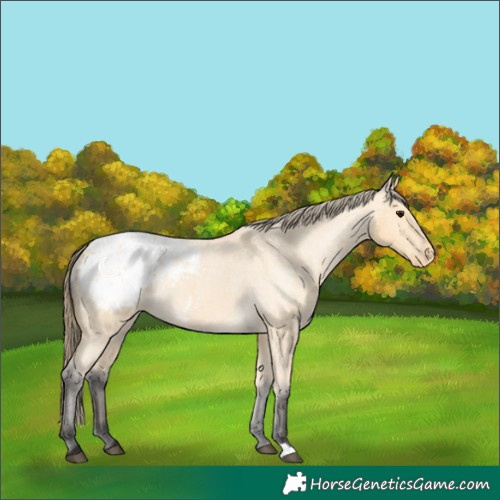 Horse Color:Buckskin Roan Appaloosa
