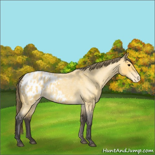 Horse Color:Buckskin Roan Appaloosa 