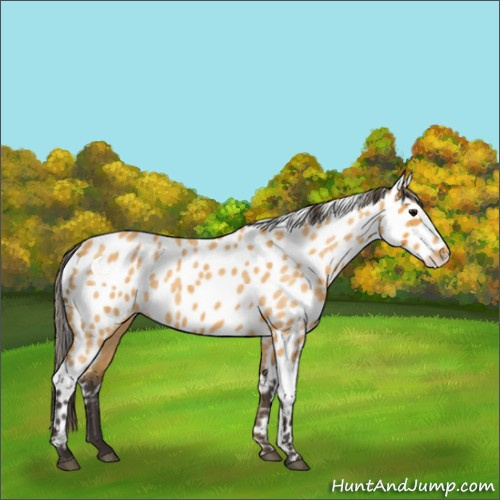 Horse Color:Buckskin Roan Near Leopard