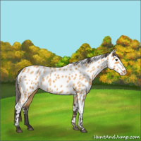 Horse Color:Buckskin Roan Near Leopard 