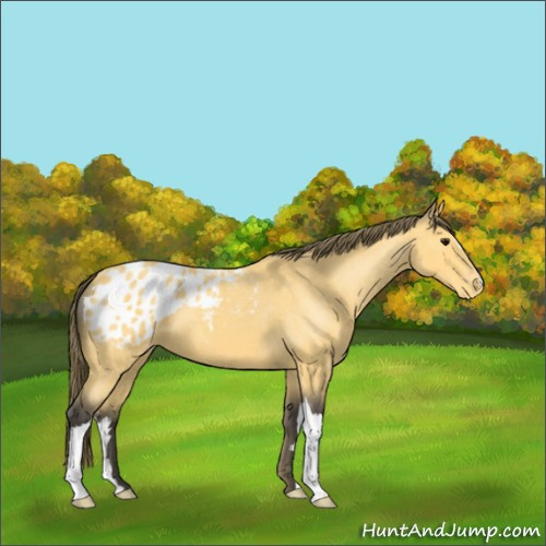 Horse Color:Buckskin Roan Appaloosa 