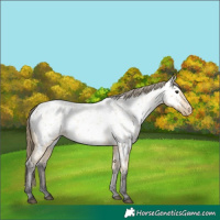 Horse Color:Buckskin Ice Roan Appaloosa 