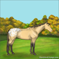 Horse Color:Buckskin Roan Blanket