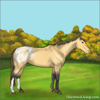 Horse Color:Buckskin Roan Appaloosa 