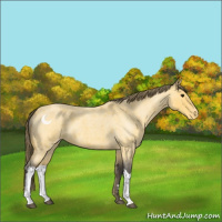 Horse Color:Buckskin Roan Appaloosa 
