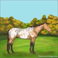 Horse Color:Buckskin Roan Appaloosa 