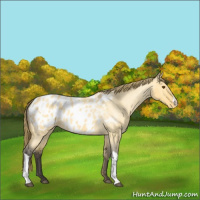 Horse Color:Buckskin Roan Dun Blanket 