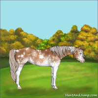 Horse Color:Gray White Spotted Silver Amber Champagne